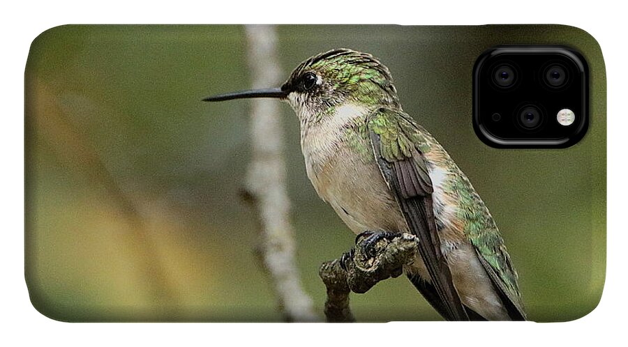 Nature iPhone 11 Case featuring the photograph Female Ruby-Throated Hummingbird on Branch by Sheila Brown