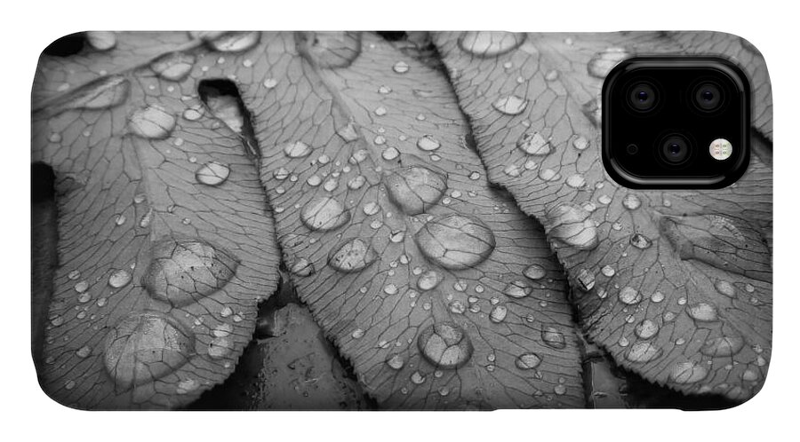 Nature iPhone 11 Case featuring the photograph Fern Drops in Black and White by Deborah Smith