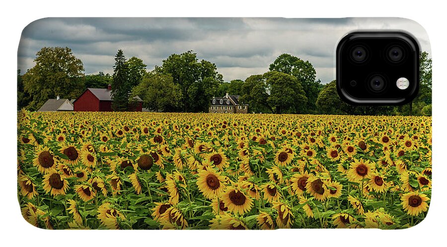 Flowers & Plants iPhone 11 Case featuring the photograph Field of Sunshine by Louis Dallara