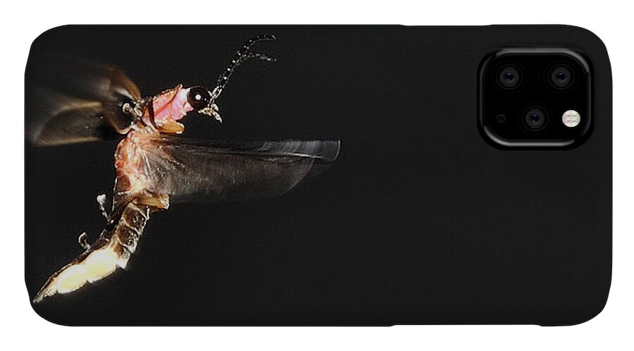 Firefly iPhone 11 Case featuring the photograph Firefly In Flight by Mark Fuller