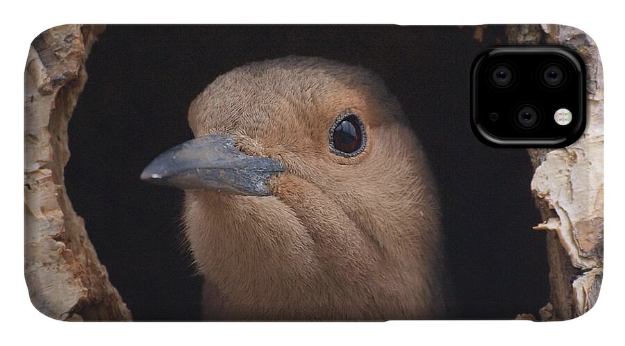 Flicker iPhone 11 Case featuring the photograph First Flight by Vivian Martin