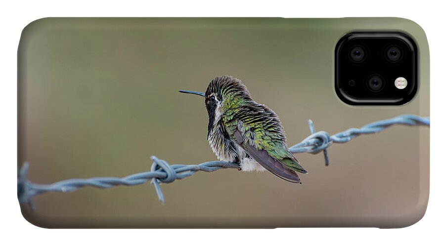 Nature iPhone 11 Case featuring the photograph Fluffy Hummingbird by Douglas Killourie
