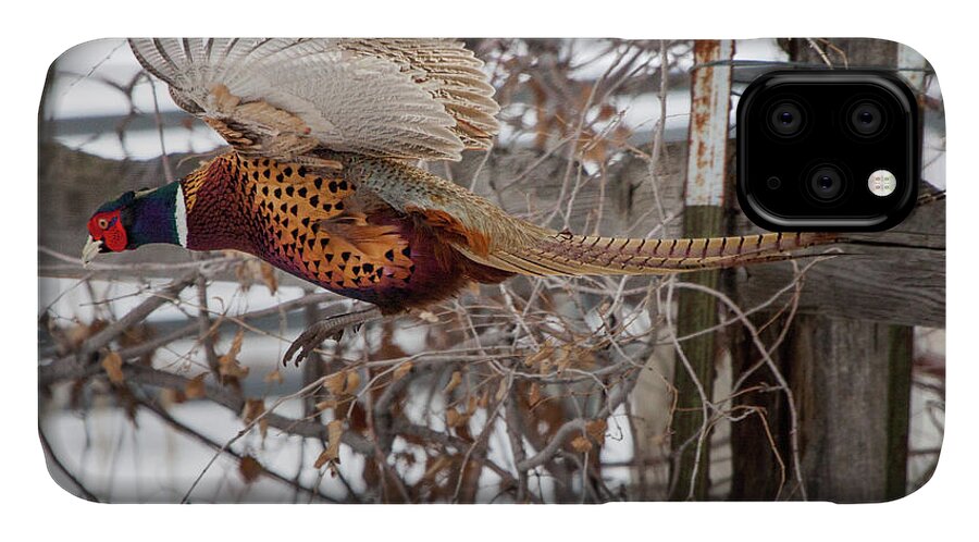 Pheasant iPhone 11 Case featuring the photograph Flying Pheasant by Wesley Aston