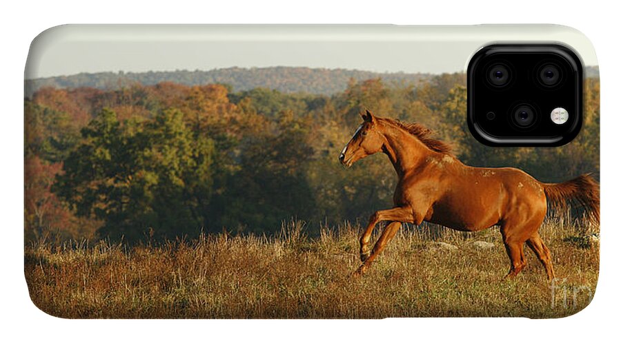 Horse iPhone 11 Case featuring the photograph Freedom in the Late Afternoon by Carol Lynn Coronios