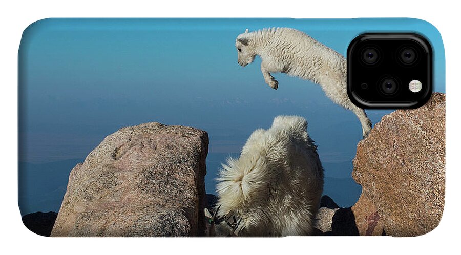 Mountain Goat iPhone 11 Case featuring the photograph Leaping baby mountain goat by Judi Dressler