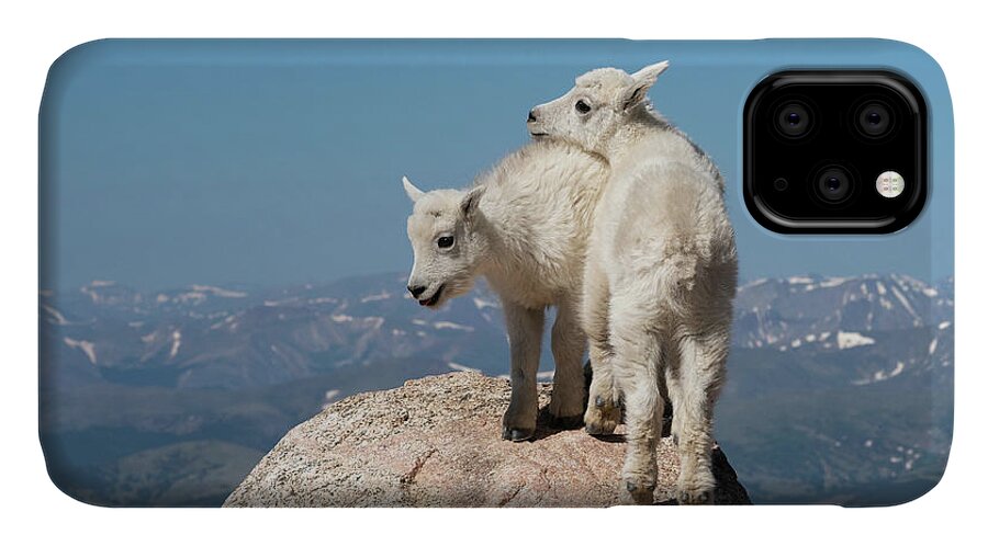 Mountain Goat iPhone 11 Case featuring the photograph Frisky Mountain Goat Babies by Judi Dressler