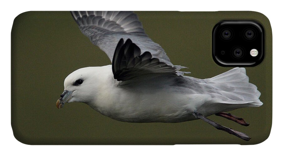 Fulmar iPhone 11 Case featuring the photograph Fulmar in flight by Tony Mills