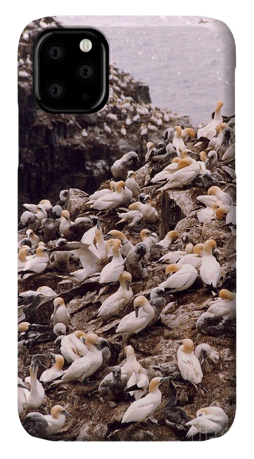 Gannet iPhone 11 Case featuring the photograph Gannet Cliffs by Mary Mikawoz