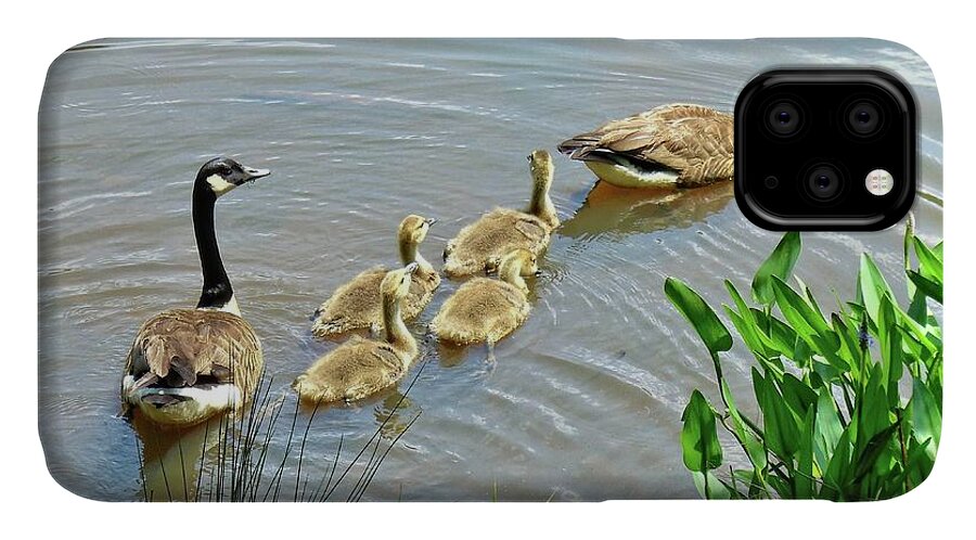 Goose iPhone 11 Case featuring the photograph Geese and Goslings by Ludwig Keck
