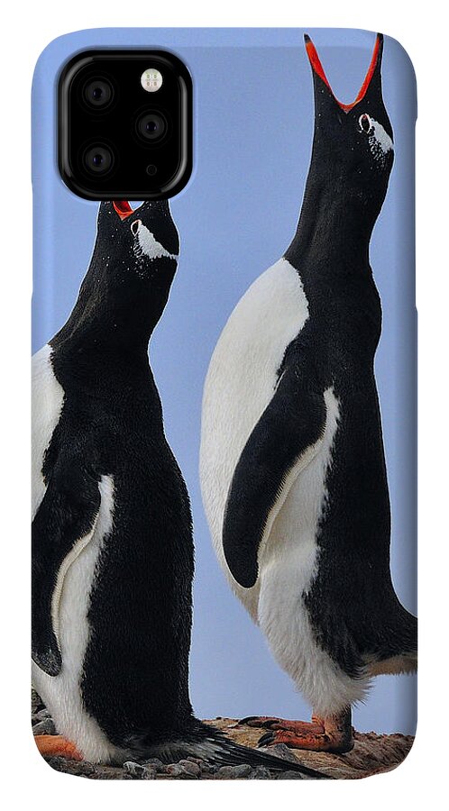 Gentoo Penguin iPhone 11 Case featuring the photograph Gentoo Love Song by Tony Beck