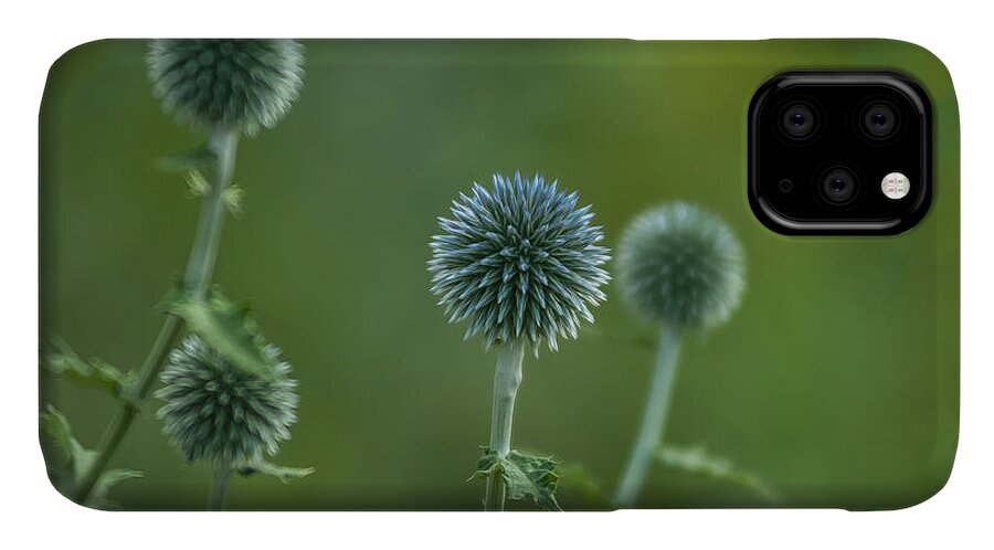 Flowers iPhone 11 Case featuring the photograph Globe Thistles Echinops by David Smith
