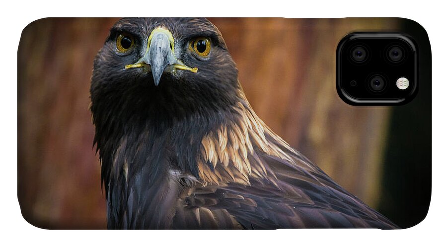 Birds iPhone 11 Case featuring the photograph Golden Eagle 1 by Jason Brooks