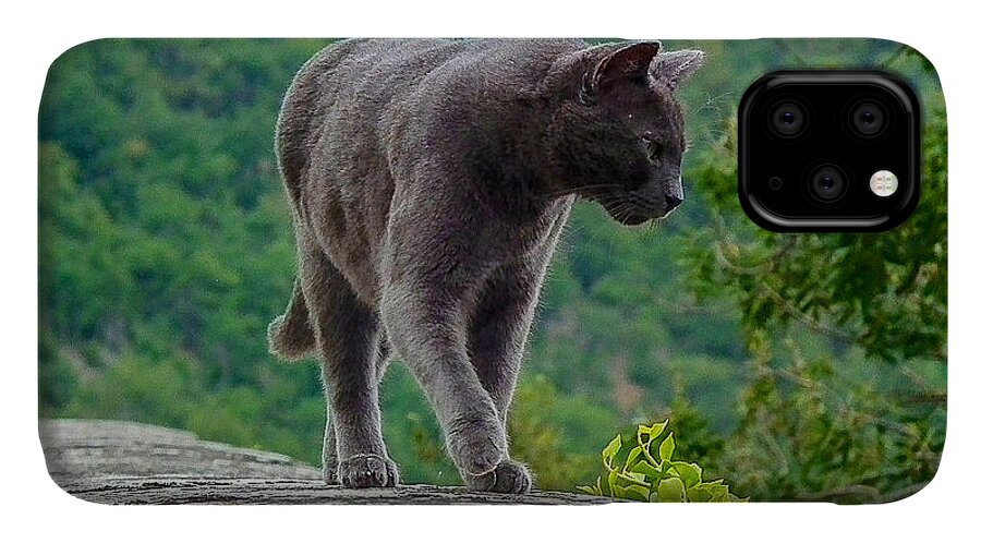 Gray Cat iPhone 11 Case featuring the photograph Gray Cat Stalking by Gary Karlsen