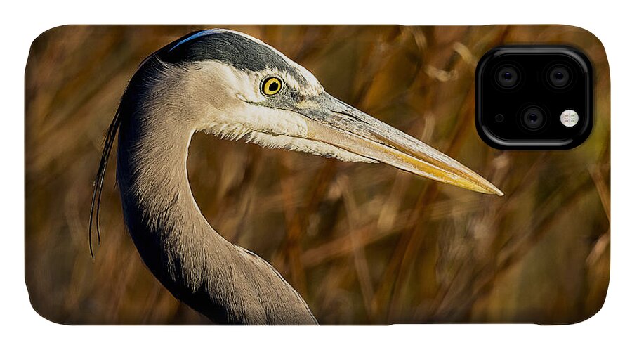 Bird iPhone 11 Case featuring the photograph Great Blue Heron Hunting by Fred J Lord