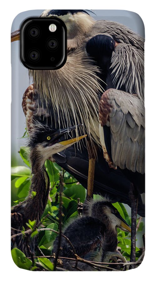 Delray Beach iPhone 11 Case featuring the photograph Great Blue Heron with Babies by Wolfgang Stocker