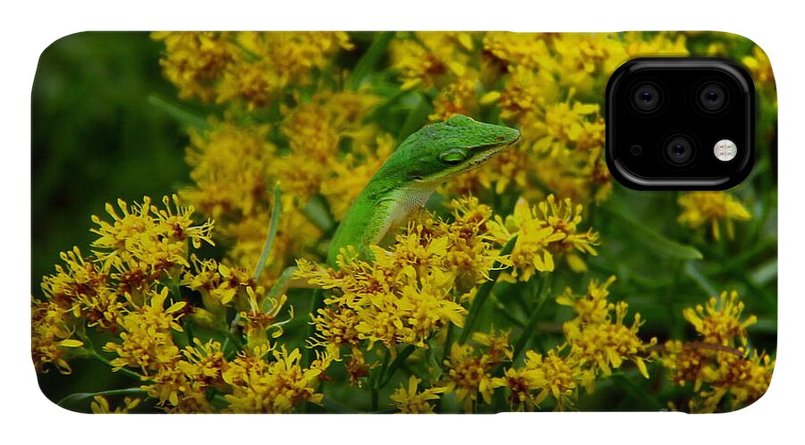 Green Anole iPhone 11 Case featuring the photograph Green Anole hiding in Golden rod by Barbara Bowen