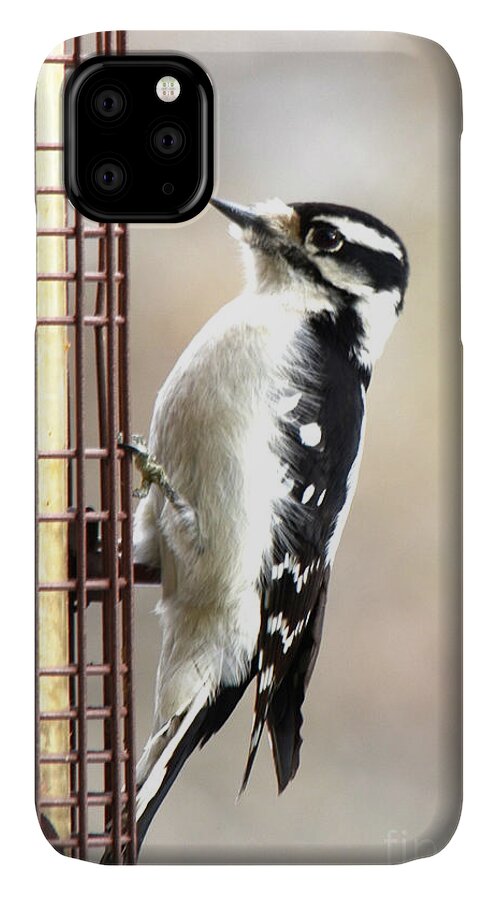 Hairy Woodpecker iPhone 11 Case featuring the photograph Hairy Woodpecker by Cindy Schneider
