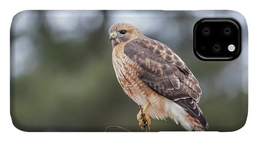 Westboylston Ma Mass Massachusetts Brian Hale Brianhalephoto Newengland New England Eyelide Portrait Closeup Close Up Redtail Red-tail Red-shoulder Redshouldered Shouldered Red Tail Shoulder Hybrid Hawk Rare Portrait iPhone 11 Case featuring the photograph Hal the Hybrid Portrait 3 by Brian Hale