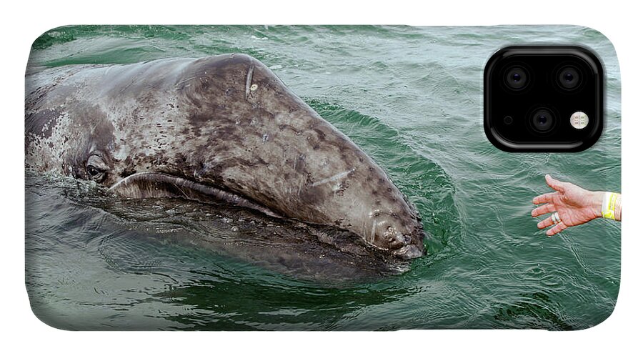 Whales iPhone 11 Case featuring the photograph Hand across the waters by David Shuler