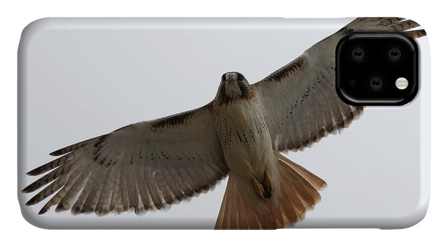 Hawk Bird Birding Birds Overhead Over Head Flying Flyby By Fly Flight Ornithology Clinton Ma Mass Massachusetts New England Newengland Brian Hale Brianhalephoto Wildlife Wild Life Natural Nature Outside Outdoors iPhone 11 Case featuring the photograph Hawk Overhead by Brian Hale