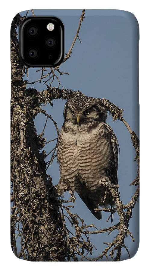 Alaska iPhone 11 Case featuring the photograph Hawk Owl Gaze by Ian Johnson