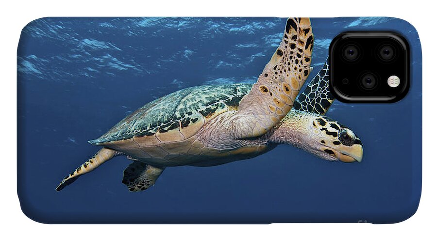 Caribbean iPhone 11 Case featuring the photograph Hawksbill Sea Turtle In Mid-water by Karen Doody