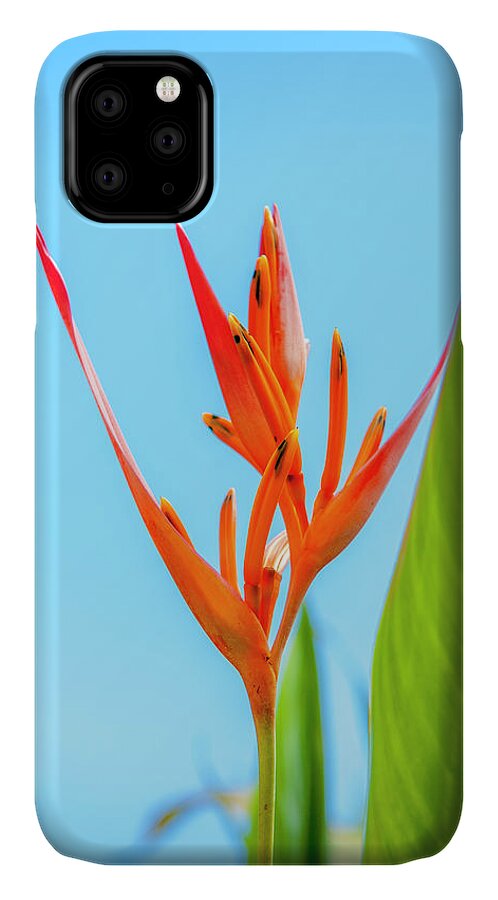 Flowers iPhone 11 Case featuring the photograph Heliconia Flower by Daniel Murphy