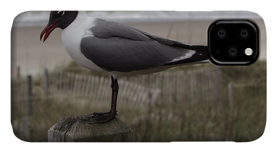 Seagull iPhone 11 Case featuring the photograph Hello Friend Seagull by Roberta Byram