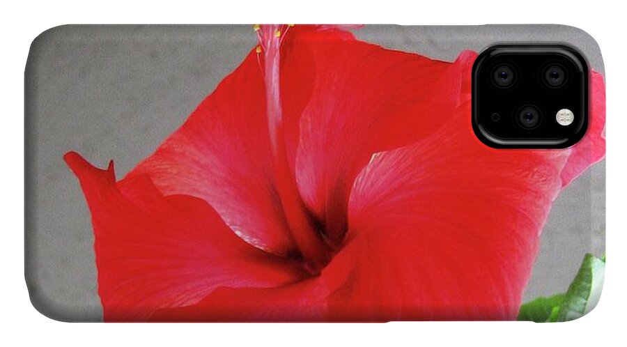 Hibiscus iPhone 11 Case featuring the photograph Hibiscus #2 by Cindy Schneider