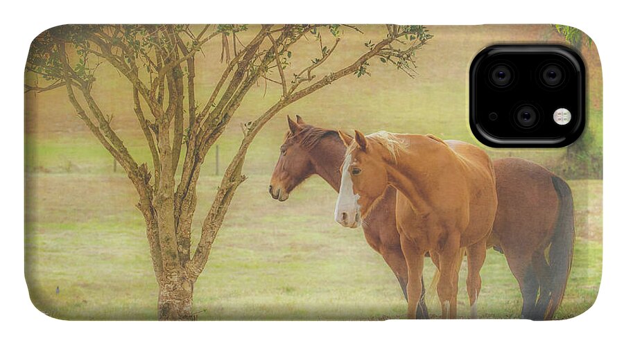Horse iPhone 11 Case featuring the photograph Horses in the Meadow by Eleanor Abramson