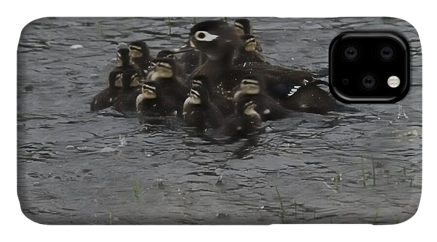 West Virginia Birds iPhone 11 Case featuring the photograph Huddle by Randy Bodkins