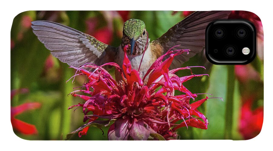 Hummingbird iPhone 11 Case featuring the photograph Hummingbird at Eagles Nest by Stephen Johnson