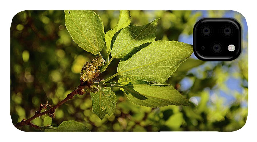 Landscape iPhone 11 Case featuring the photograph Illuminated Leaves by Ron Cline