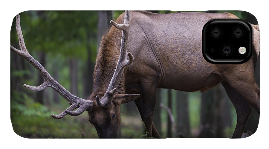 Antler iPhone 11 Case featuring the photograph In Full Velvet by Andrea Silies