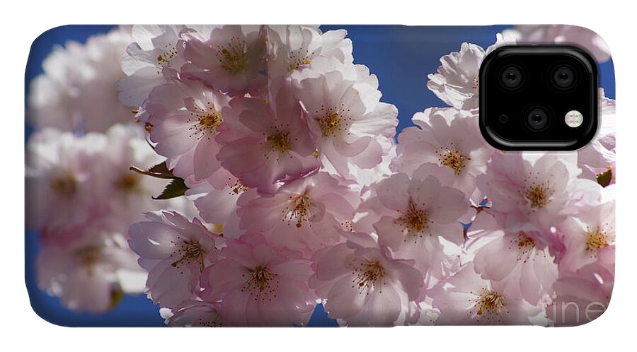 Japanese iPhone 11 Case featuring the photograph Japanese flowering cherry Prunus serrulata by Eva-Maria Di Bella