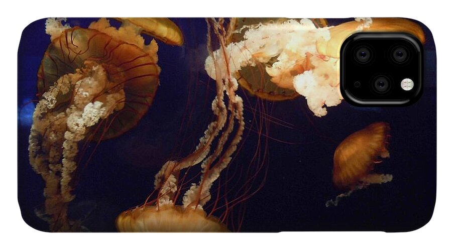  iPhone 11 Case featuring the photograph Jelly Fish Brown on bBue by David Frederick