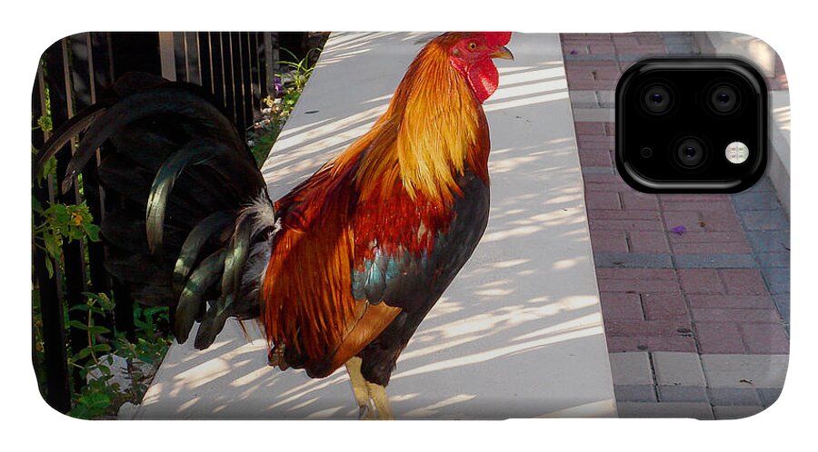 Photography iPhone 11 Case featuring the photograph Key West Rooster by Susanne Van Hulst