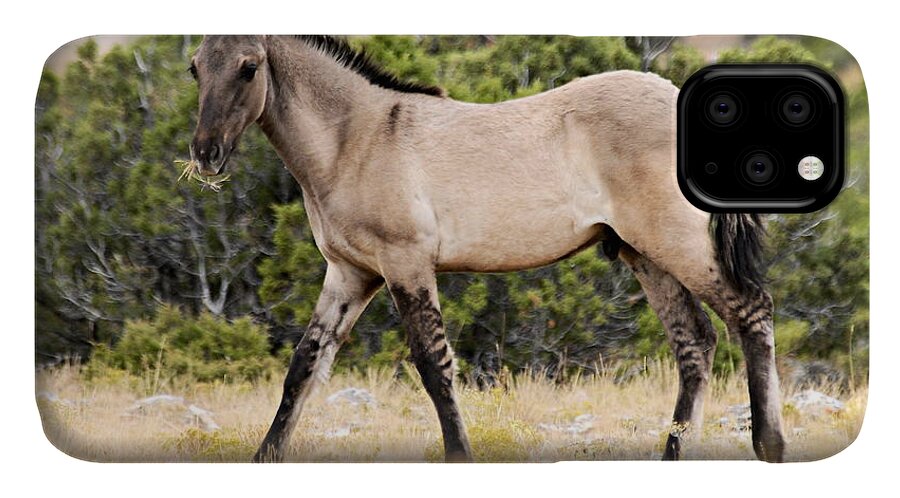 Pryor Mountain Wild Horse Range iPhone 11 Case featuring the photograph Kiger Colt by Larry Ricker
