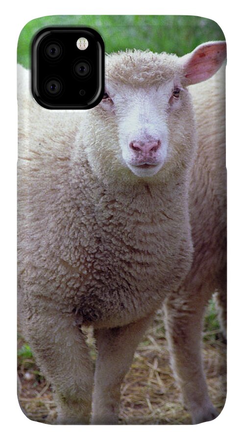 Lamb iPhone 11 Case featuring the photograph Lamb by Frank DiMarco