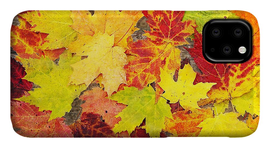 Fall Leaves iPhone 11 Case featuring the photograph Layered In Leaves by Kathi Mirto