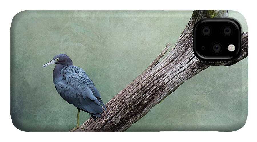 Little Blue Heron iPhone 11 Case featuring the mixed media Little Blue Heron on Green by Rosalie Scanlon
