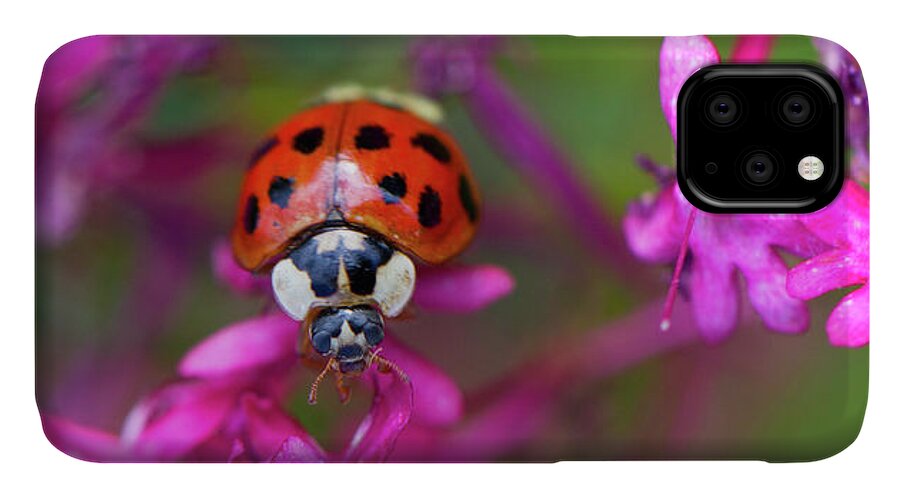 Bug iPhone 11 Case featuring the photograph Little Lady by Shelley Neff