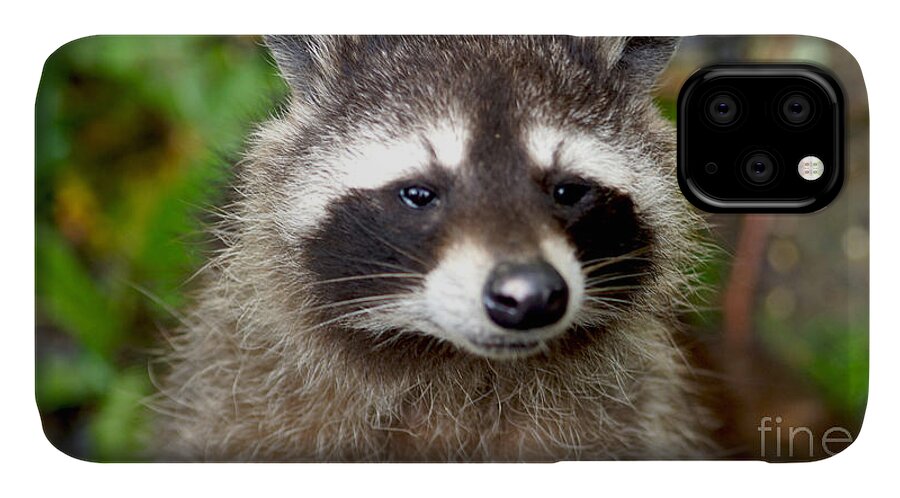 Racoon iPhone 11 Case featuring the photograph Little Racoon - Procyon lotor by Eva-Maria Di Bella
