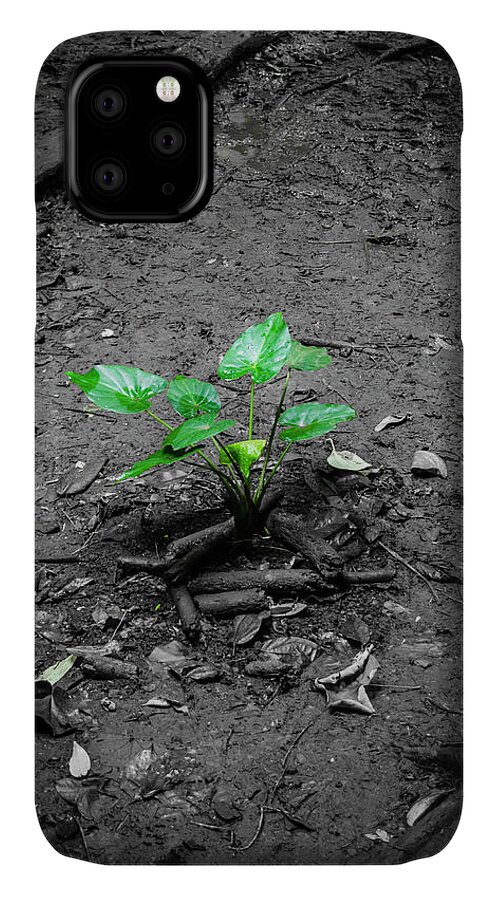 Plants iPhone 11 Case featuring the photograph Lonely Plant by Daniel Murphy