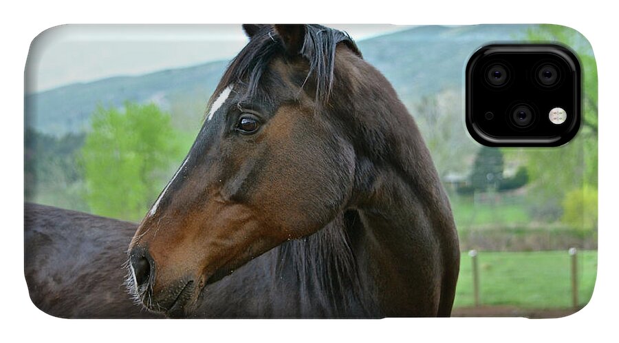 Horse iPhone 11 Case featuring the photograph Looking Back by Cindy Schneider