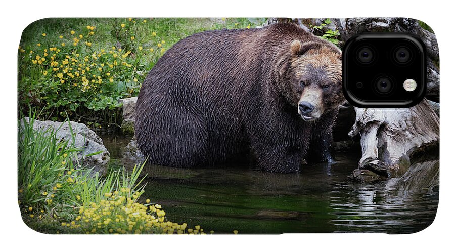 Bear iPhone 11 Case featuring the photograph Looking for Dinner by Bruce Bonnett
