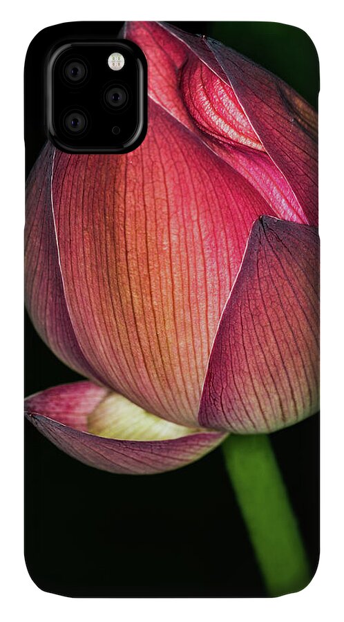 Jay Stockhaus iPhone 11 Case featuring the photograph Lotus by Jay Stockhaus