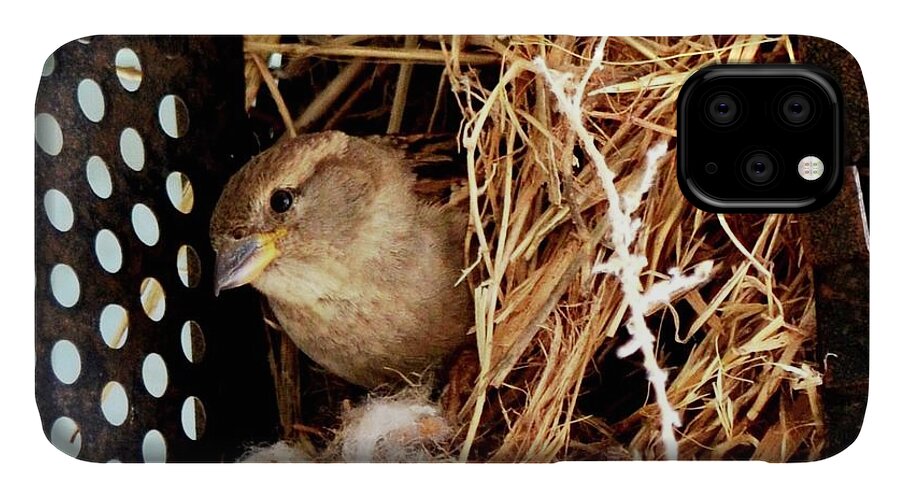 Bird In Nest iPhone 11 Case featuring the photograph Mama Bird by Cindy Schneider