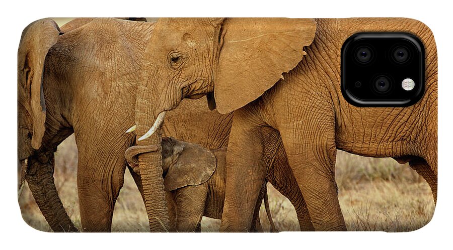 Elephants iPhone 11 Case featuring the photograph Mama Knows Best by Steven Upton