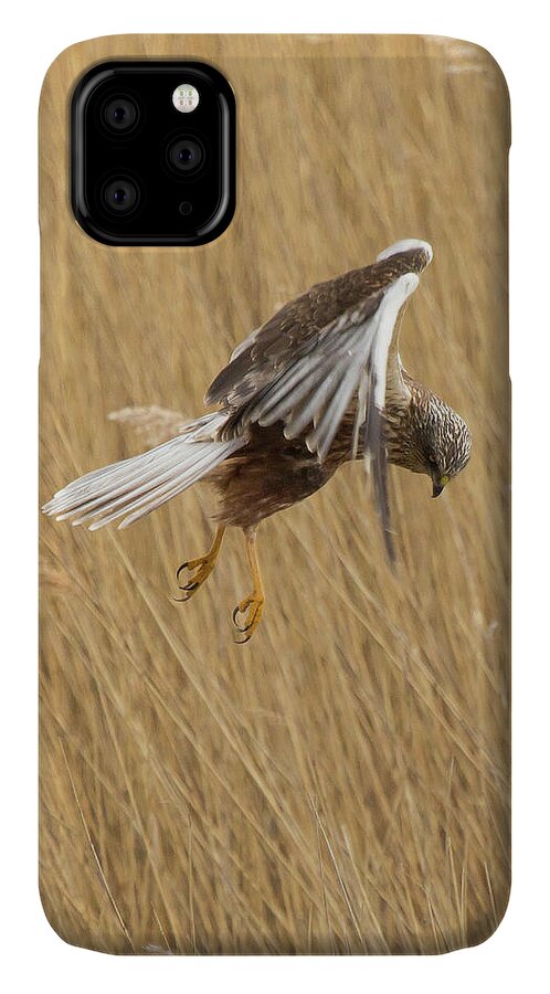 Marsh iPhone 11 Case featuring the photograph Marsh Harrier Hunting by Wendy Cooper